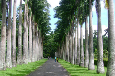 Peradeniya Garden | elephanttoe.com
