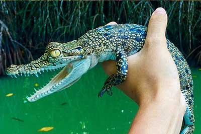 Crocadile Madu River | elephanttoe.com