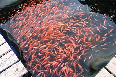 Madu River | elephanttoe.com