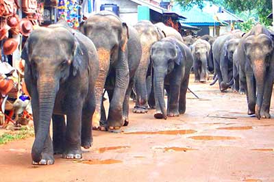 Sri Lanka Pinnawala | elephanttoe.com