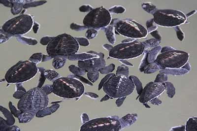 Baby Turtle Hatchery | elephanttoe.com