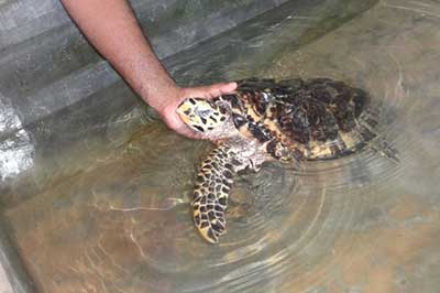 Turtle Hatchery | elephanttoe.com