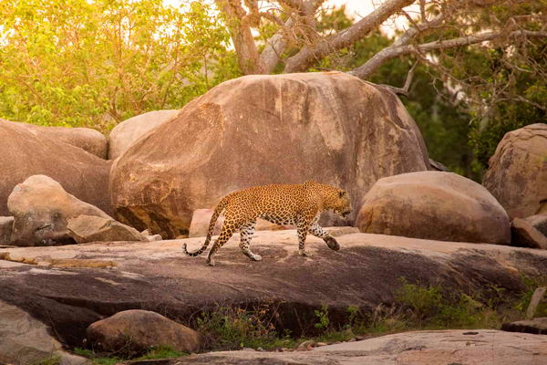 Sri lanka round tour 6 days 5 nights | elephanttoe.com