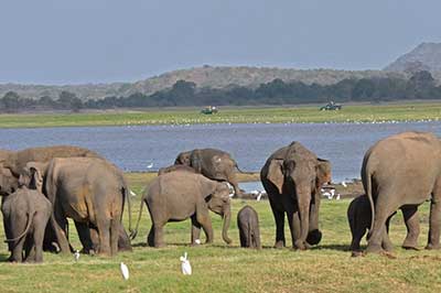 Minneriya Sri Lanka | elephanttoe.com