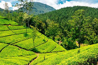 Nuwara Eliya Sri Lanka | elephanttoe.com