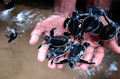Turtal Hatchy Sri Lanka | elephanttoe.com