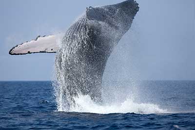 Whales Watching Sri Lanka | elephanttoe.com