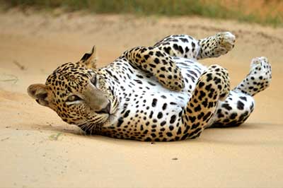 Yala Lepord Sri Lanka | elephanttoe.com