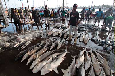 Fish Market Galle | elephanttoe.com