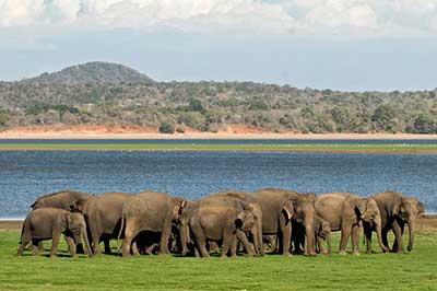 Minneriya National Park | elephanttoe.com