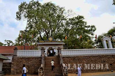 Anuradhpuraya Jaya Sri Maha Bodiya | elephanttoe.com