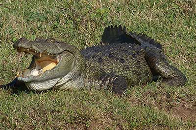 Crocadile Yala Nationl Park | elephanttoe.com