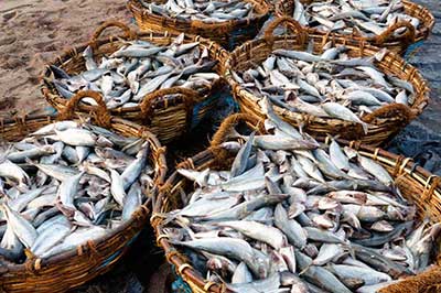 Fish Market Negombo | elephanttoe.com