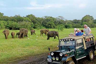 Habarana Elephant  | elephanttoe.com