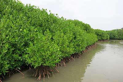 Lagoon Negombo Sri Lanka | elephanttoe.com