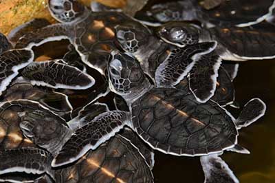 Watching Turtal | elephanttoe.com