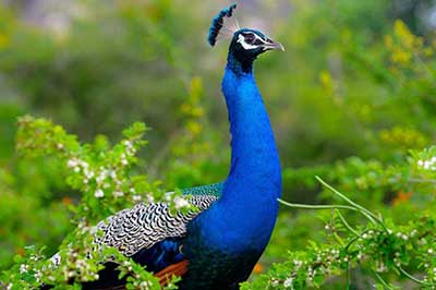 Udawalawe Pecock | elephanttoe.com