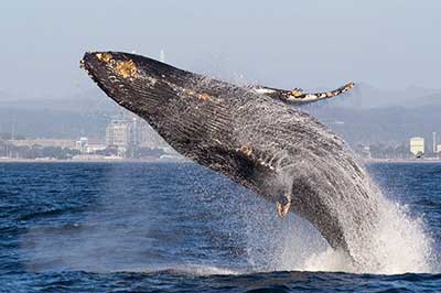 Whales Watching Sri Lanka | elephanttoe.com