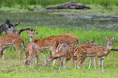 Yala Deer Sri Lanka  | elephanttoe.com