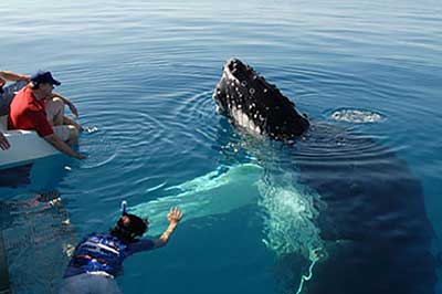 Blue Whales Watching Mirissa | elephanttoe.com