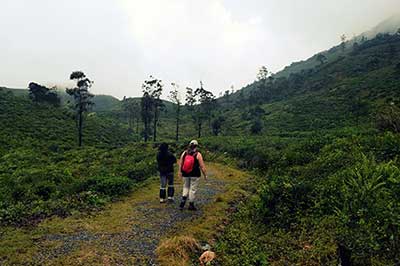 knuckles Mountain Trekking | elephanttoe.com 