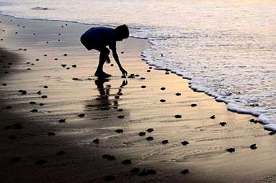 Rekawa Turtal Watching |elephanttoe.com