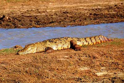 Udawalawe Park Crocadile | elephanttoe.com
