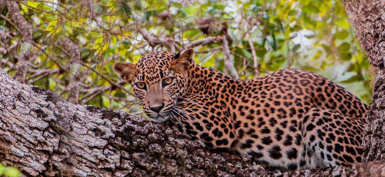 Lepord Sri Lanka | elephanttoe.com